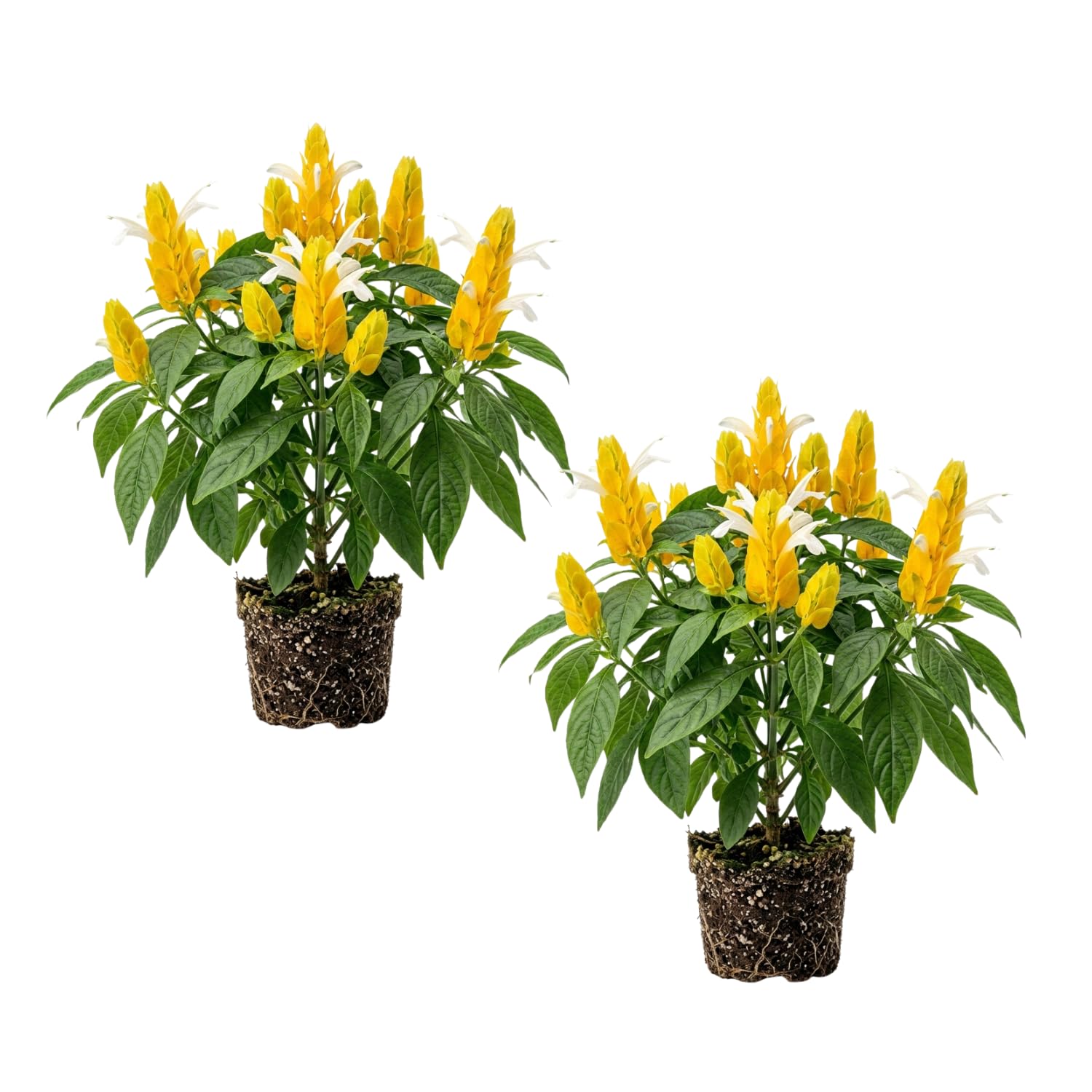 2 Yellow Shrimp Plants Live, 4-7 Inc Tall, Vibrant Flower Starter Plant for Garden or Patio
