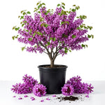 Eastern Redbud Tree, Landscape Flower Tree, 6-12 Inch Tall, Quart Pot