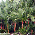 Live Palm Tree Plant in 3 Gallon Pot, No CA, Large Fully Rooted Size, Ready to Plant for Home Décor Indoor Outdoor Landscape, Rare Palm Trees, Red Lipstick Palm
