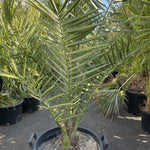 Live Palm Tree Plant in 3 Gallon Pot, No CA, Large Fully Rooted Size, Ready to Plant for Home Décor Indoor Outdoor Landscape, Rare Palm Trees, Seashore Palm