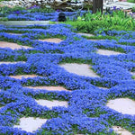 100+ Creeping Thyme Seeds, Blue Creeping Thyme Seeds Ground Cover for Landscaping, Vibrant Blooms Garden Seed