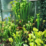 Hybrid Nepenthes Pitcher Plant Live in Pot, Pond Plant, Exotic Tropical for Indoor Outdoor Décor, Easy to Grow, Rare Variety, 7 Months Old