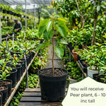 Pear Tree Live Plant, Pear Plant, 10-18 Inc Tall