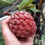 Red Sugar Apple Tree Live Plant Potted 6-12 Inches, 8 Months Old Sugar Apple Tree for Planting Outdoor, Rare Tropical Trees