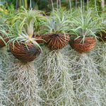Fresh Spanish Moss Live Air Plant Decorative Garden Craft Basket, 1 Clump 10" Long, Tillandsia Air Plants