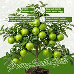 Granny Smith Apple Tree Live Plant 6-10" Tall