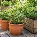 Black Huckleberry Fruit Tree 4-6 Inches in 4 Inch Pot, Live Berry Bush for Patio Pots, Garden Borders and Outdoor Growing