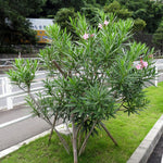3 Pink Oleander Plants Live, 5 to 7 Inches Tall, Live Oleander Plants, Well Rooted for Gardening Inside Outside