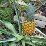 2 Gold Pineapple Plant Live 4-7 Inch Tall, Yellow Pineapple Fruit Plant, Sweet Fruit Plants for Growing in Garden