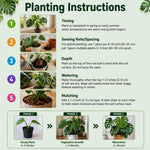 Set 2 Monstera Deliciosa Plants Live, Live Green Monstera Houseplants, Monstera Plant from 5 Inc Tall