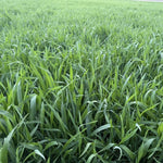 5 Pound Rye Cover Crop Seeds, Cereale Rye Cover Crop Seeds for Garden Beds and Outdoor Growing