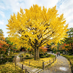 Ginkgo Tree Live Plant, Yellow Fall Leaf Tree, 3-6 Inch Tall
