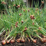 Set of 5 Egyptian Walking Onion Live Plants, 2 Year Old Perennial Onions