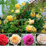 Pack 2 Mix Climbing Rose Live Plants Bushes Fragrant Well Rooted - No Leaf - Cut Back for Summer Planting (Assorted of Yellow, Pink, Red or White)