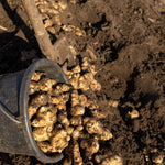 Set of 10 Jerusalem Artichoke Roots for Growing, Sunchoke Tubers, Edible Garden Vegetable for Outdoor Growing