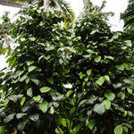 2 Live Piper Nigrum Plants, 4 to 6 Inc Long, Black Pepper Plant Live, Live Pepper Plant, Black Pepper Tree Live Plant, Black Pepper Well Rooted for Garden, Ready to Plant