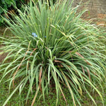 400 Lemongrass Herb Seeds, Lemongrass Seeds, Culinary Herb Seeds for Home Garden, Patio Pots and Containers