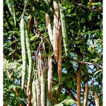 Moringa Tree Plant Live in 4" Pot, Moringa Tree Drumstick Horseradish Oleifera Plant 6-10'' Tall, No CA