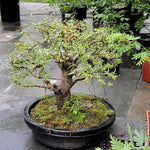 Set 2 Willow Plants Live Bare Root 1-2 Feet Tall, Dormant Willow Live Plants for Outdoor Garden Landscaping (Rare Willow)