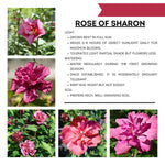 1 Rose of Sharon Plant Live, in Pot, Althea Hibiscus Syriacus Flowers 6 to 14 Inch Tall (Red Rose of Sharon)