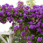 Climbing Roses Live Plants, Rose Bushes Ready to Planting, No Pot, Cut Back, Well Rooted, 6-8 Months Old (Random Single Color)