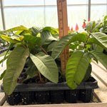 2 Pink Guava Trees Live Plants 4-6" Seedling, Pink Guava Tree Tropical Fruit, Zone 9-11, Cold Hardy, No Pot, No CA