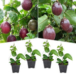 Purple Passionfruit Tree Live Plant, High Yield Passionfruit Vine, 5 to 9 Inch Tall Edible Passiflora Outdoor Garden, Perennial Coloful and Sweet Fruit