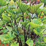 Tea Cup Colocasia Elephant Ear Plants Live 4–7 Inches Tall, Taro Alocasia Tropical Foliage Plants for Outdoor Garden Home Decor