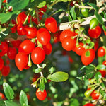 Goji Berry Plant Live, No Pot, 5-9 Inch Tall Cold Hardy Fruit Plant, Red Berry Fruit Tree