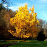 5 Dormant Ginkgo Biloba Trees Live Plants, 6 to 12 Inc Tall Ginkgo Trees Seedlings, Bare Roots, Very Cold Hardy