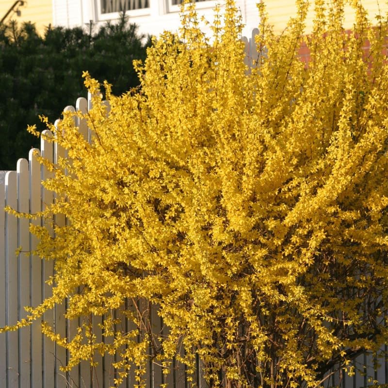 2 Lynwood Gold Forsythia Bush Live, Yellow Forsythia Plants Live Bareroots 6-12 Inch Tall, Fragrant Forsythia Shrub to Grow