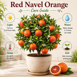 Red Navel Orange Tree Live Plant, Citrus Fruit Plant in 1 Gallon Pot, Sweet Orange Fruit Tree for Indoor Outdoor Gardening