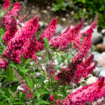 2 Butterfly Bush Live Plants, Raspberry Buddleia Shrubs, 5–9 Inch Tall, Fragrant Flowering Shrubs, No Pot