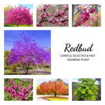 2 Redbud Trees Live Plants, Bare Roots Eastern Redbud Dormant Seedlings, Planting Spring, Cold Hardy, Zones 4-9, American Redbud Tree