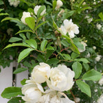 Live White Climbing Roses Plant, Starter Climbing Rose Bush Plant, 4-7" in Tall for Spring Planting