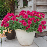 Chrysanthemum Plants Live 4 to 7 Inch Tall, Mums Live Plants, Vibrant Perennial Mum Plant for Planting in Garden (Pink)