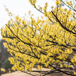 Witch Hazel Live Plants in Quart Pot, 8 Months-Old Witch Hazel Plants for Planting Outdoor, Hardy Flowering Shrubs