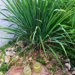 2 Rooted Lemongrass Stalks Plants for Planting 4 Inches Planting Indoor Outdoor Ornaments Perennial Garden Simple to Grow Pot
