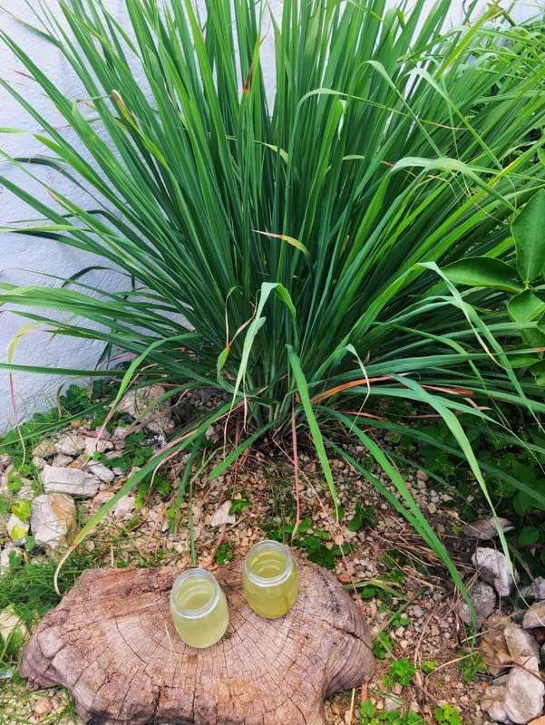 2 Rooted Lemongrass Stalks Plants for Planting 4 Inches Planting Indoor Outdoor Ornaments Perennial Garden Simple to Grow Pot