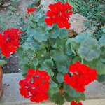 4 Red Geranium Plants Live, No Pot, Geranium Live Plants from 5 Inc Tall Starter Plants