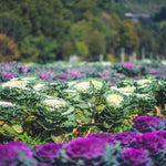 Red Cabbage Plant Live, Ornamental Cabbage Live Plant, 4 Inc Pot, Vegetable Garden