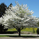 White Dogwood Tree Live Plant in Quart Pot, 6 to 12 Inc Tall, Live White Flowering Dogwood Trees Shrubs for Planting Outdoors