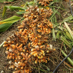 10 Turmeric Roots for Planting, Top Size Curcuma Turmeric Rhizomes, Hardy Perennial Herb Plants for Growing Outdoors