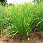 Set 8 Big Lemon Grass Live Plants, Fully Rooted Bare Root Lemongrass Plants Live for Planting, Fresh Rooted Lemongrass Stalks