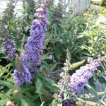 2 Butterfly Bush Live Plants, Light Buddleia Shrubs, 5–9 Inch Tall, Fragrant Flowering Shrubs, No Pot