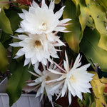 Queen of The Night Cactus Plant Live, Epiphyllum Oxypetalum Plant, 4 Inc Pot, 4 to 5 Inc Long, White Flower
