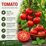 Set 2 Tomato Plants, Beefsteak Tomato Plants Live, 4-6 Inc Tall, Large Red Tomatoes for Indooor Outdoor Planting