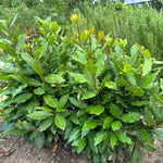 Bay Leaf Tree Live Plant, Laurus Nobilis Sweet Bay Laurel, 6-10" Tall in 4" Pot, Fragrant Culinary Herb Tree