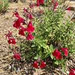 3 Red Salvia Sage Plants 4–7" Tall, Perennial Live Flowering Garden Plants for Outdoor Growing, Vibrant Salvia Plant Starter