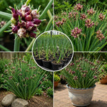 Set of 5 Egyptian Walking Onion Live Plants, 2 Year Old Perennial Onions